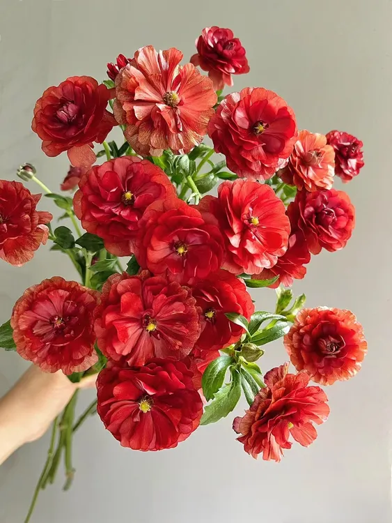 新鲜精选A级蝴蝶洋牡丹珠光云南斗南顺丰冷链包邮 生鲜不支持发货