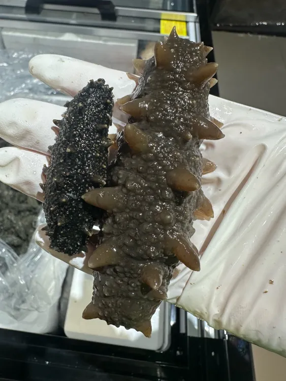 大连拉缸盐海参/半干盐渍海参（中火底野）