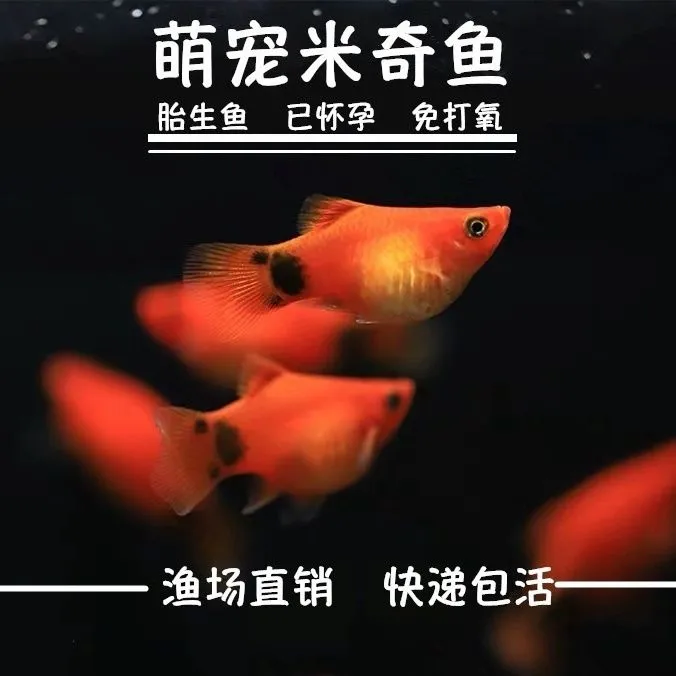 好看好养米奇鱼送鱼粮胎生鱼小型热带鱼观赏鱼好养无需加热