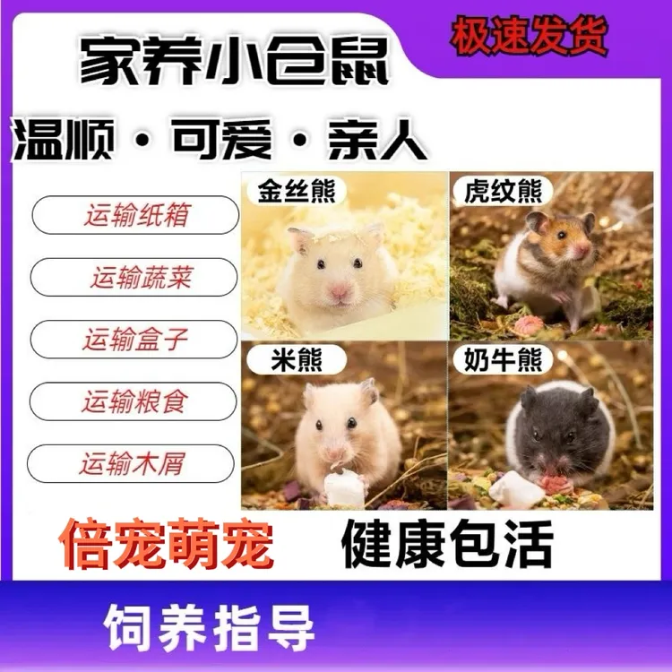 倍宠严选仓鼠金丝熊家养萌宠