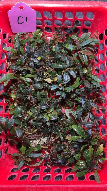 辣椒榕安框卖非偏远包邮