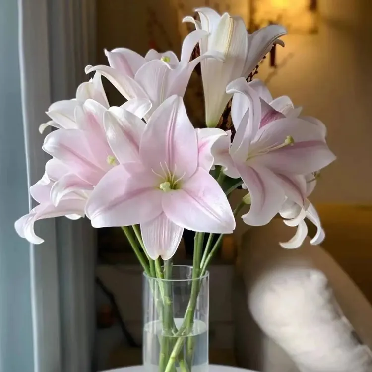强子严选铁炮百合花白色粉色淡香奶油风辽宁凌源单瓣香水百合鲜切家庭花卉