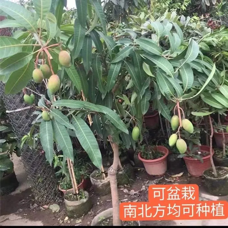 一物一拍 金煌芒果苗盆栽地栽南北方种植带土包邮