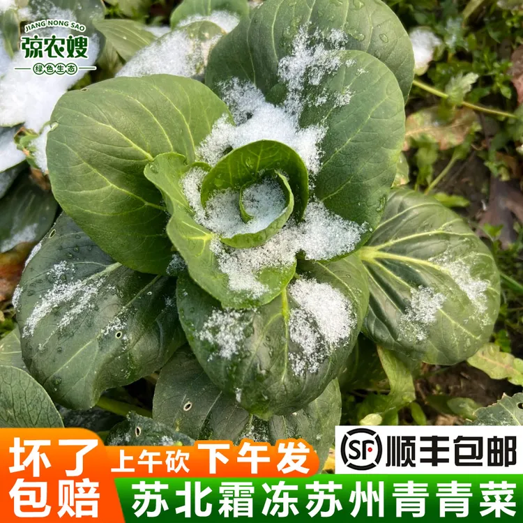 苏北青菜新鲜农家露天种植苏州青矮脚青菜小黑菜太湖菜小青菜蔬菜