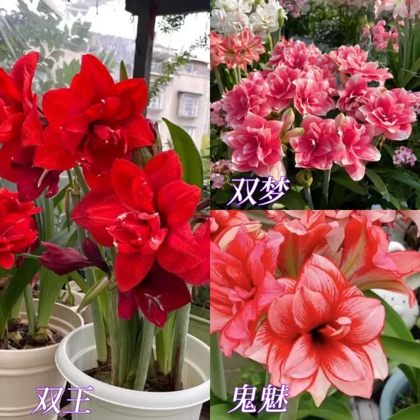 3颗装【品种不调换】朱顶红种球5厘米左右