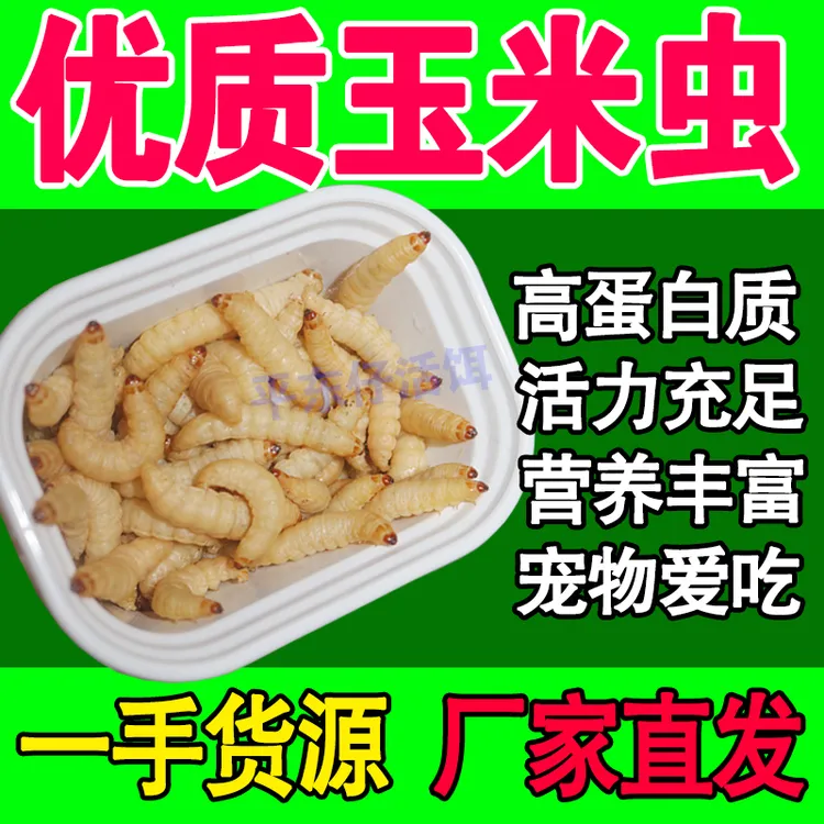 【厂家活动】优质玉米虫葡萄蜜虫钓鱼虫饵蜜袋鼯仓鼠乌龟鹦鹉宠物粮