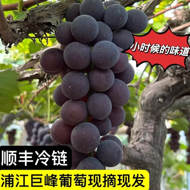 正宗浦江巨峰葡萄新鲜果园直发采摘孕妇解腻送礼顺丰到家坏果包赔