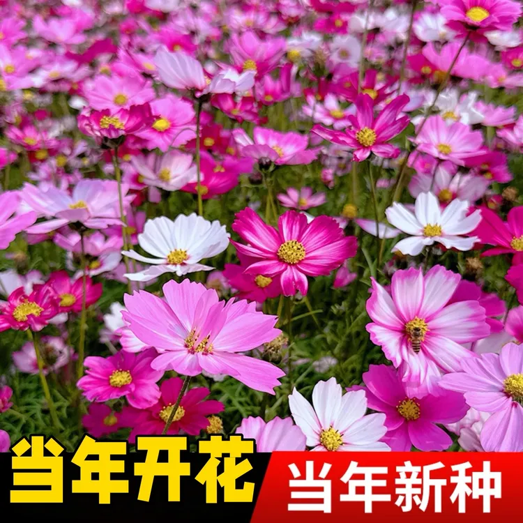 波斯菊花种子格桑花种籽子七彩四季播种开花易活庭院室外花籽种孑