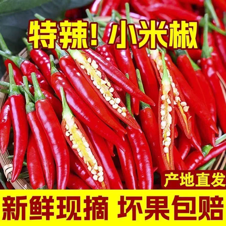 新鲜现摘云南小米辣 特辣朝天椒 农家自种 树上自然红 秋冬鲜辣椒