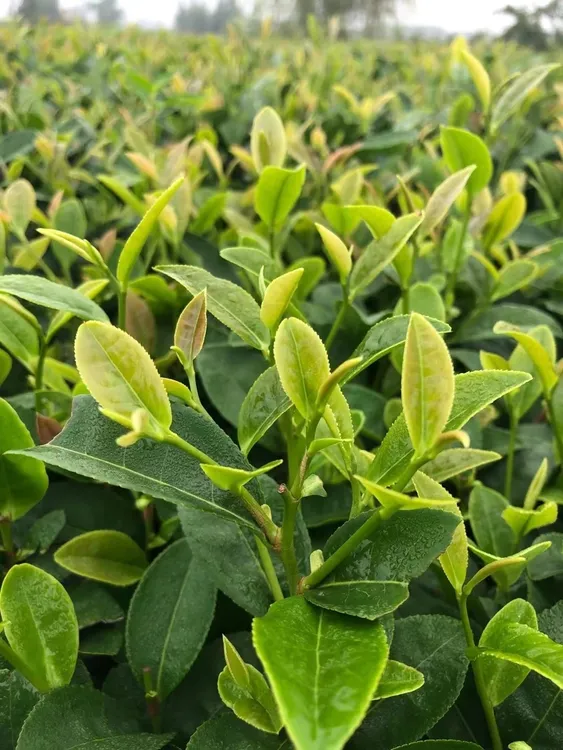 （68）2025年日照绿茶，浓香型，板栗香，耐冲泡，有沙口。