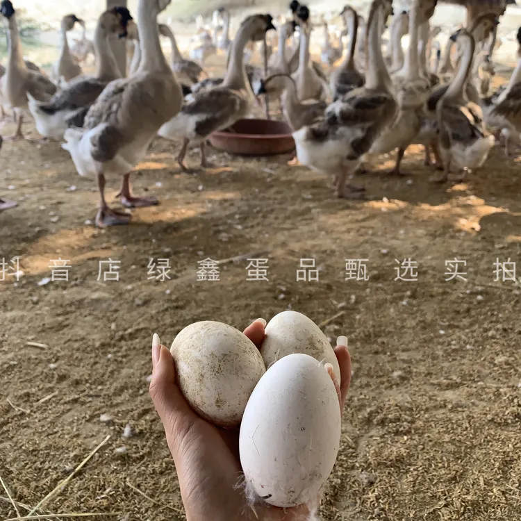 初生蛋正宗活水散养狮头鹅蛋100-150克老人孕妇鹅蛋新鲜农家散养