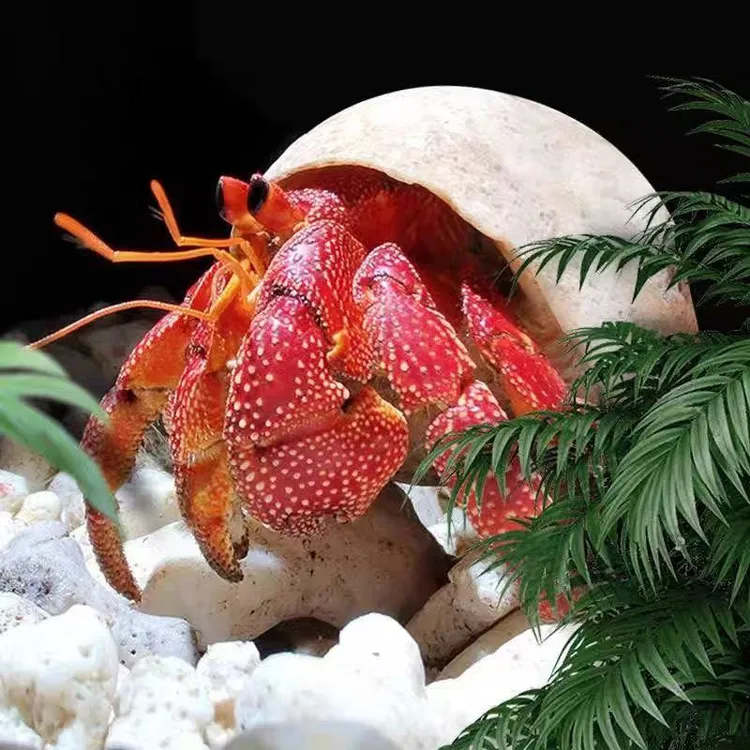 陆生寄居蟹宠物活物小豆丁草莓短腕紫陆深紫观赏蟹活体懒人宠物