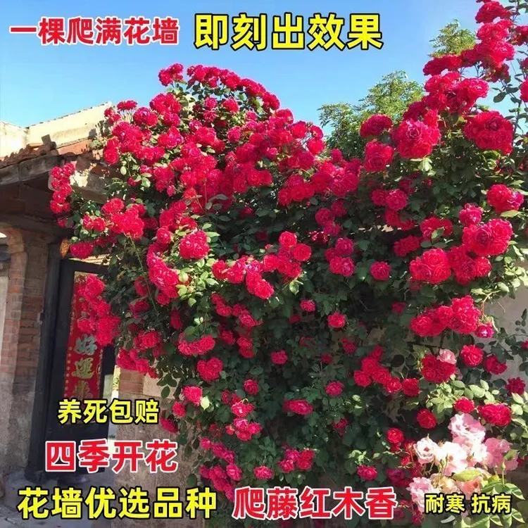 正宗红木香蔷薇月季玫瑰花室内室外庭院阳台耐寒植物盆栽四季开花