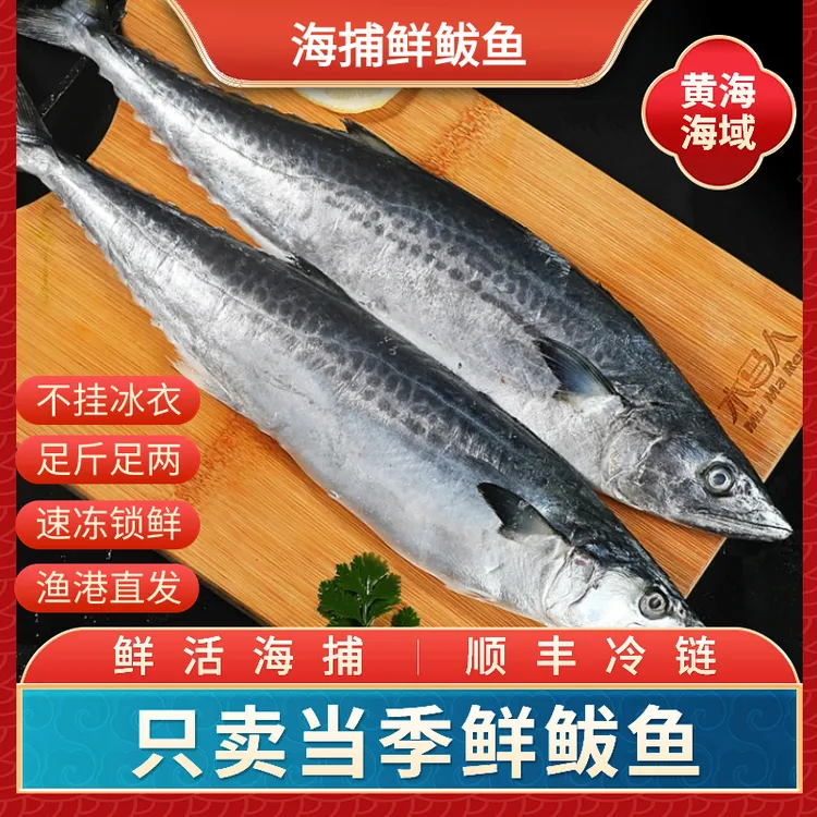 野生海捕马鲛鱼 潮鲅鱼 燕尾鲅 当天上岸 码头直发