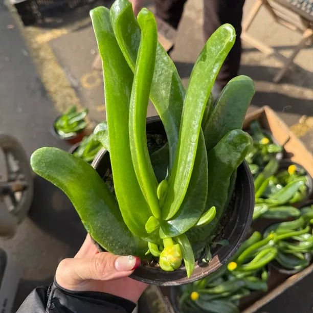 佛手掌托金多肉植物精品宝绿花舌叶兰室内净化空气仙人千佛手包邮