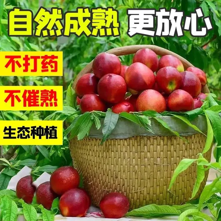 【顺丰包邮】山西运城头茬黄心油桃脆甜多汁应季新鲜水果孕妇水果