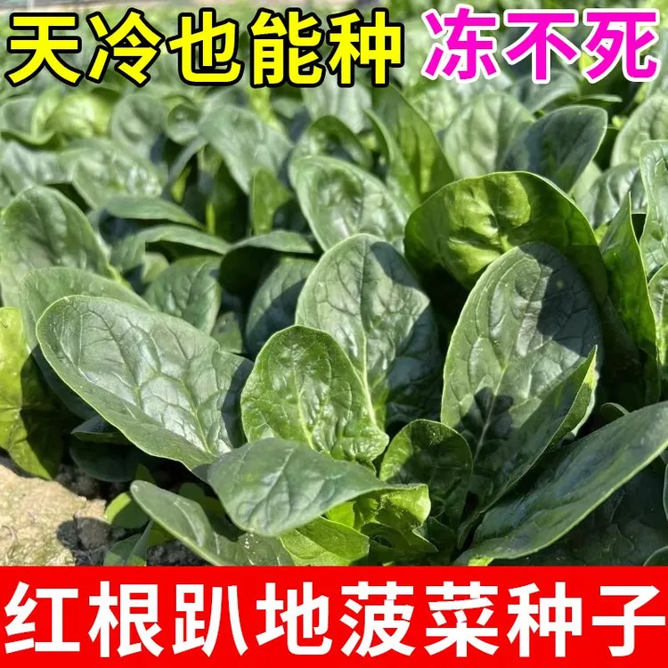 春季必种】趴地菠菜种子四季波菜种籽孑子大全冬季蔬菜农家青菜籽