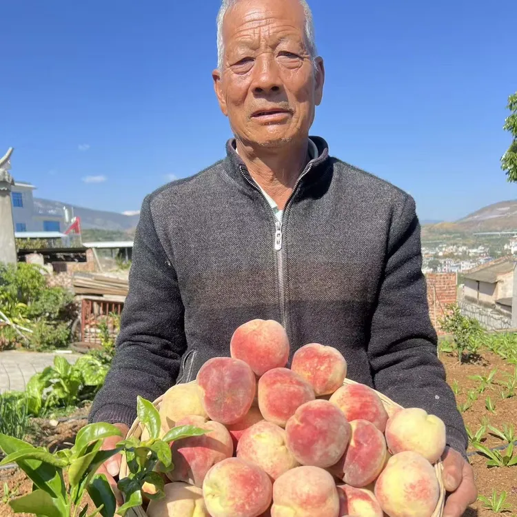 云南大理高山老树冬桃新鲜现摘脆甜家庭装新鲜