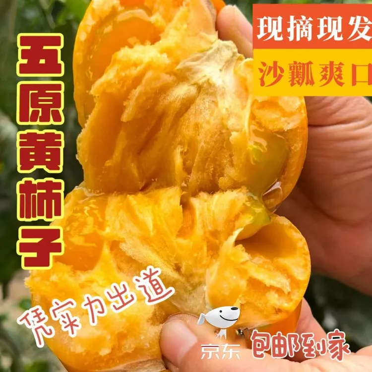 [顺丰包邮]五原正宗沙糯现摘现发成熟黄柿子