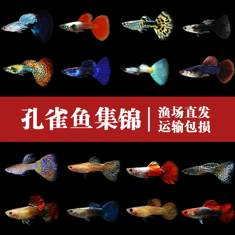 孔雀鱼缎带淡水好养热带鱼活鱼好养耐活凤尾公鱼小型精品观赏鱼