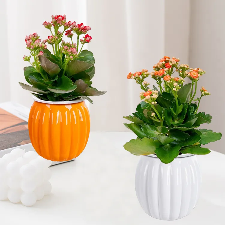 长寿花盆栽重瓣花苗带花苞植物室内绿植四季开花好养植物盆栽易活