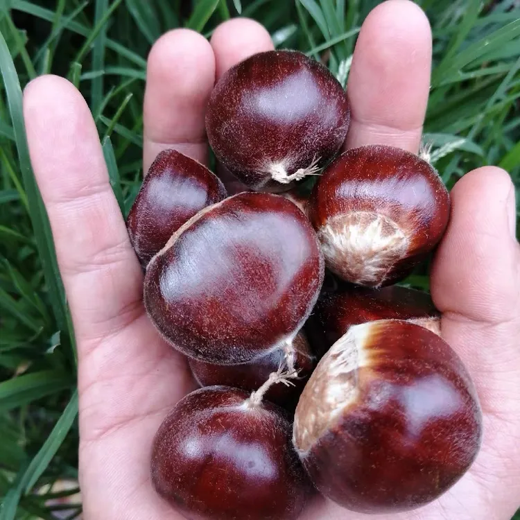 （大果）迁西板栗生板栗油栗子燕山板栗京东板栗3/5斤坏果包赔