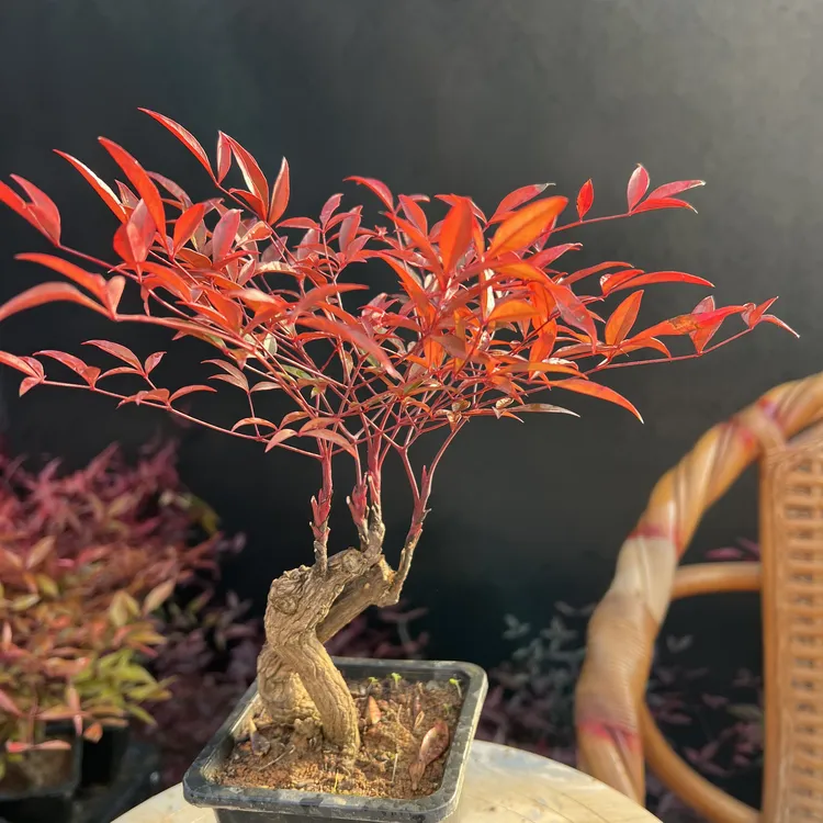 火焰南天竹盆栽室内耐寒四季好养桌面禅意景观