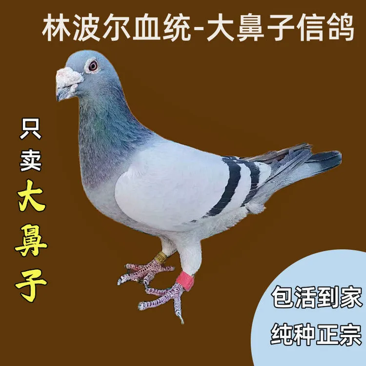 鸽子活的一对公棚成绩鸽血统信鸽纯种千公里林波尔大鼻子信鸽包邮