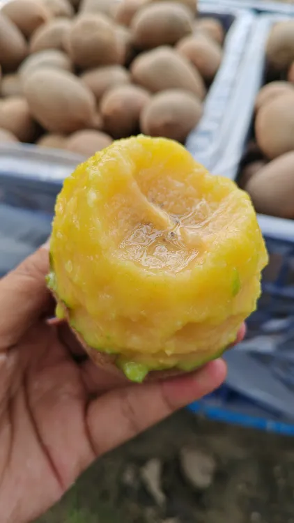 京东包邮新鲜黄心猕猴桃奇异果不套袋光照足越吃越美VC黄金水果