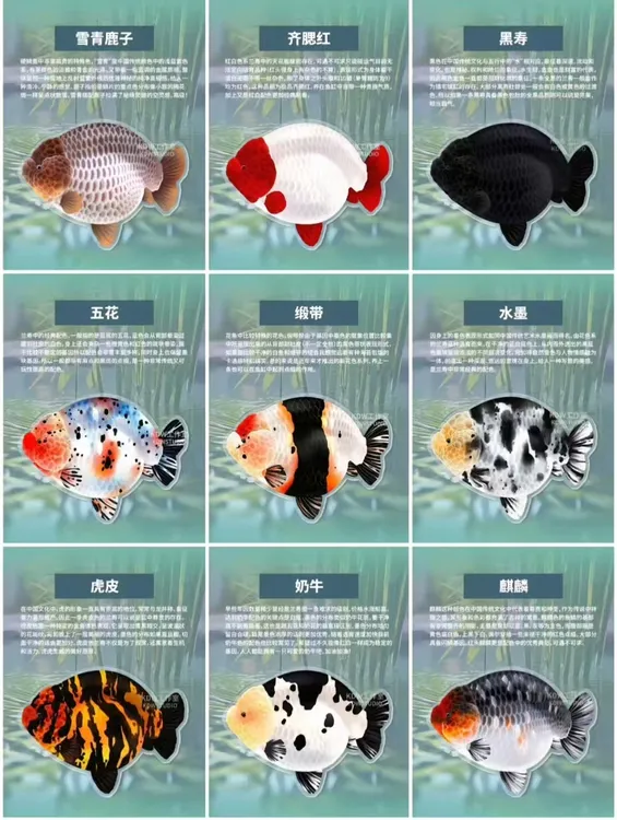 兰寿玛丽元宝泰狮观赏鱼