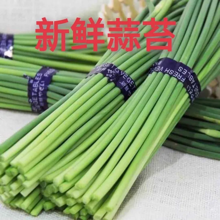 2024年新鲜蒜薹现摘家庭装蒜苔蒜毫应季蔬菜蒜苗蒜苔白帽