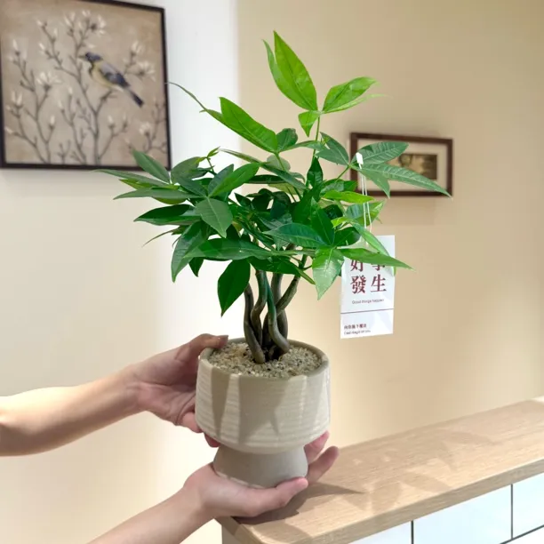 直播优选奇趣发财树幸福树盆栽盆景室内办公室前台桌面花卉绿植