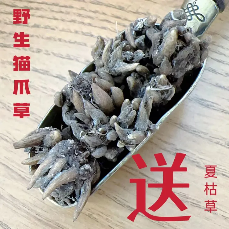 野生猫爪草夏枯草郁金蒲公英猫爪草正品水洗猫爪草爪分明水洗三遍