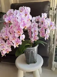 3个花剑   名贵品种【罗斯基勒】蝴蝶兰能开100多花苞左右