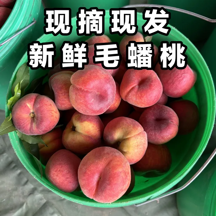 毛蟠桃新鲜采摘现发(五斤装)