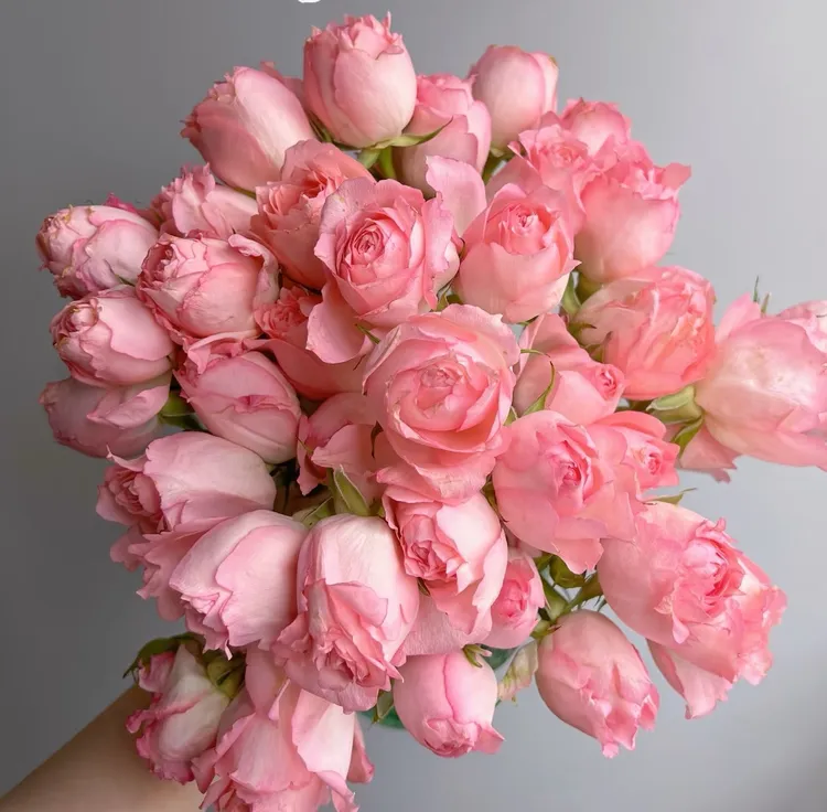 醉香云   1加仑扦插接耐热四季切花月季