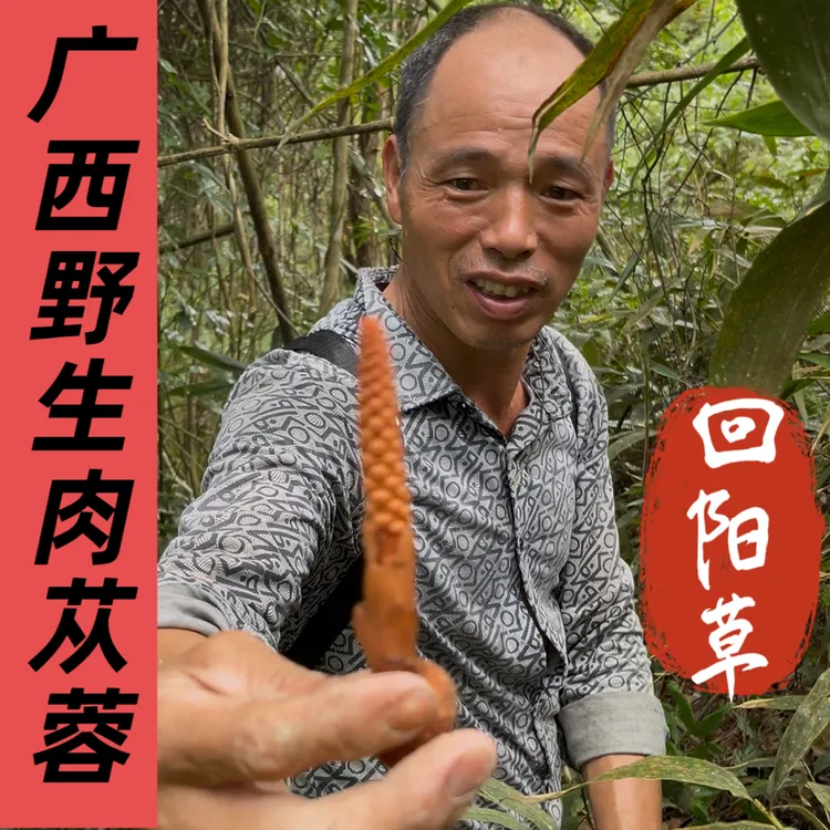 广西野生通天蜡烛 顶天柱