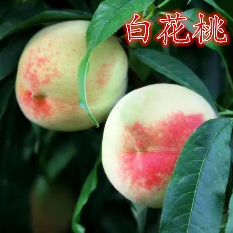 正宗白花桃树苗嫁接脆甜桃子树苗庭院南方北方四季种植当年结果苗