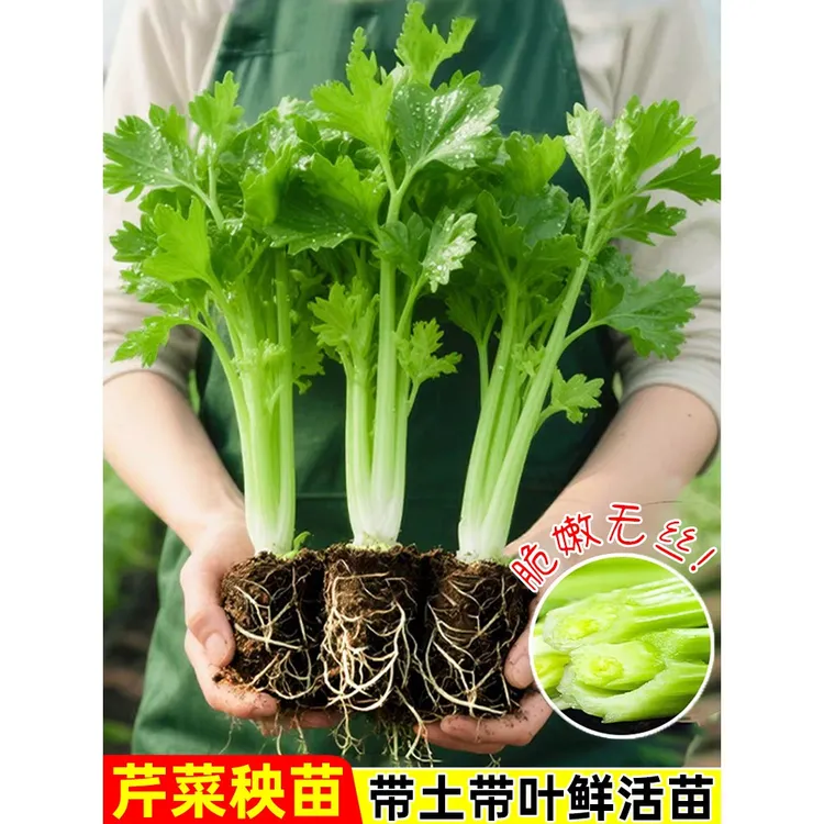 四季小香芹苗芹菜苗实芹皇后西芹山芹幼苗秧苗西芹苗盆栽带土山东