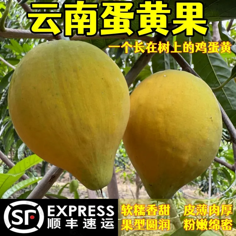[顺丰快递]云南新鲜蛋黄果时令季元江鸡蛋果软糯香甜粉嫩水果包邮