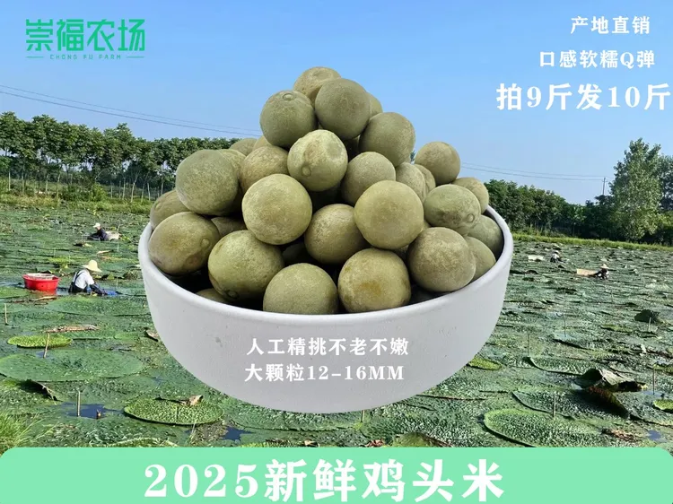 【加油吖专属】顺丰包邮潢川特产2025新鲜鸡头米12-14特大果鸡头果