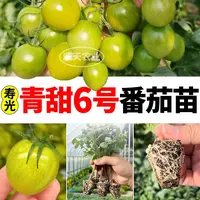 青甜6号苗秧绿宝石番茄种子四季阳台盆栽大粉千禧圣女果山东寿光