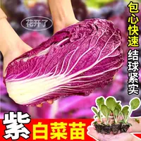 寿光正宗紫白菜苗秧高产庭院种植黄心大白菜苗秧四季种植基地直发