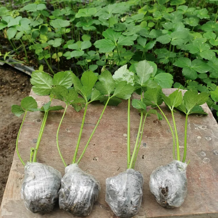 明日叶种子小苗四季可种长寿菜阳台庭院盆栽地栽种植秧苗