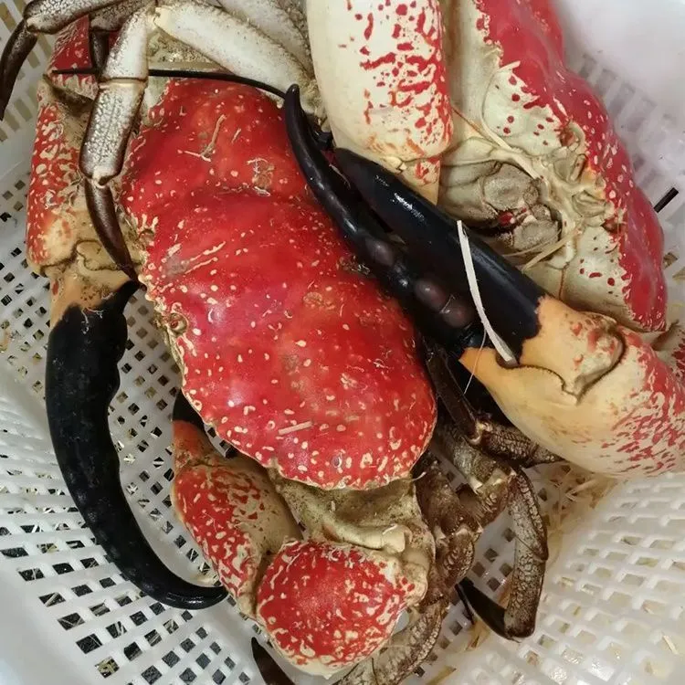鲜活澳洲皇帝蟹巨型螃蟹超大5-21斤特大帝皇蟹活体网红蟹海鲜水产