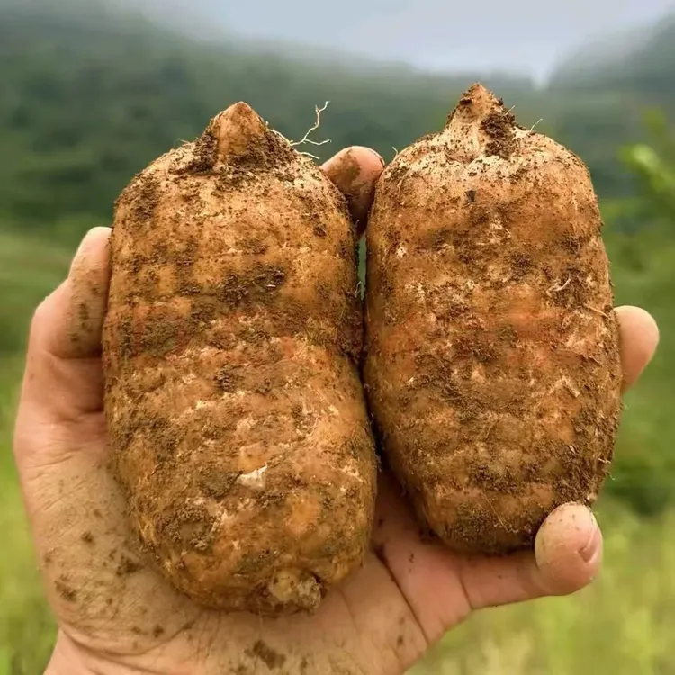 天麻恩施大山新鲜天麻仿野生种植深山现采现挖煲汤泡酒泡水佳选