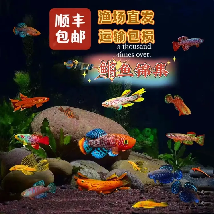 漂亮宝贝鳉鱼淡水小型热带观赏鱼色彩鲜艳好养耐活