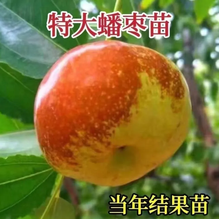 优质嫁接枣树苗南北方庭院耐寒大棵正品蟠枣树苗盆栽地栽当年结果