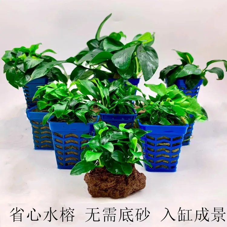 迷你水榕水草鱼缸造景植物真草绿植新手好养活懒人阴性桌面水景