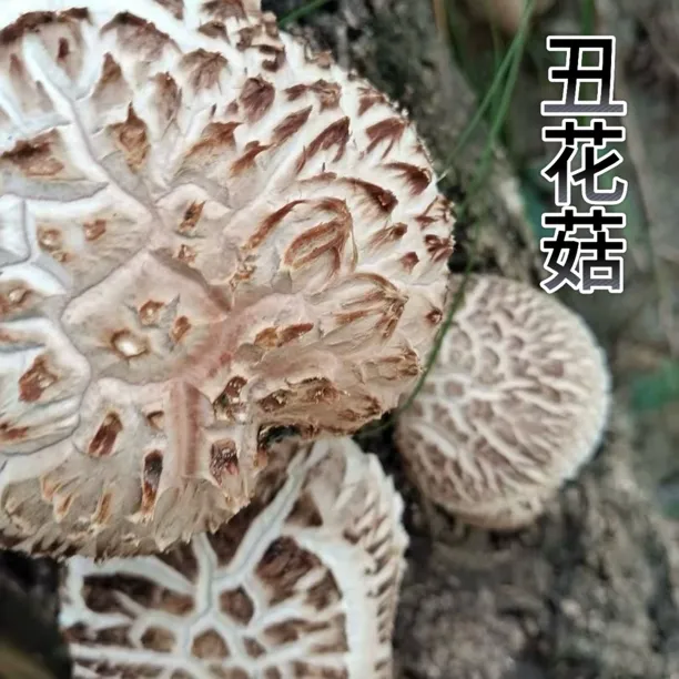 大眼推荐：甘肃陇南康县阳坝深山野外生长丑香菇丑花菇